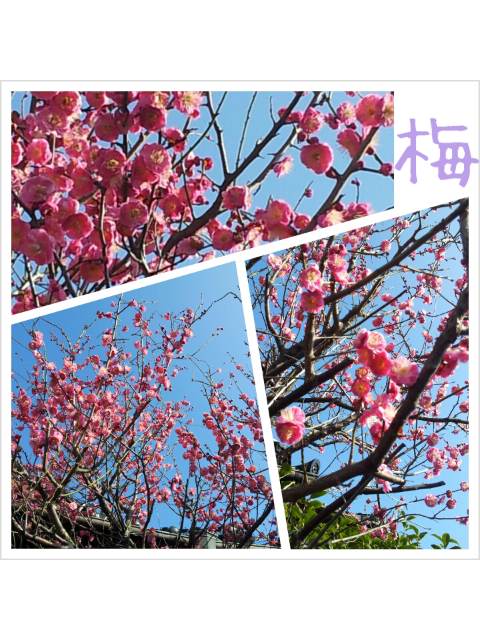 ☆梅の花☆