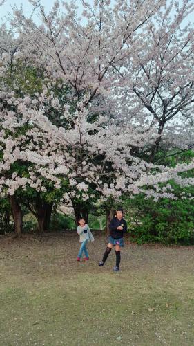 桜✨